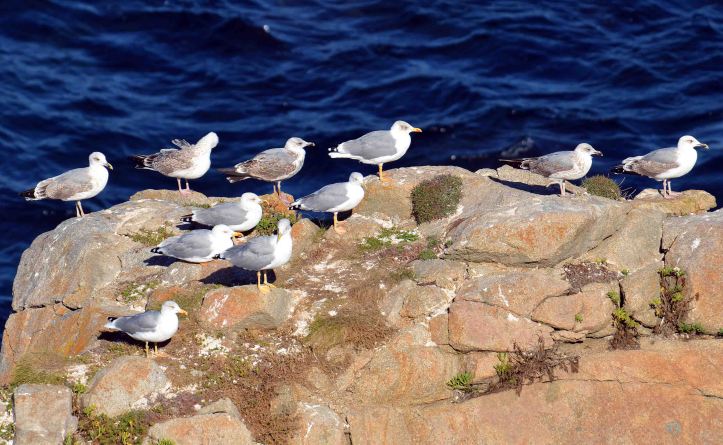 Yellow legged gulls (Larus michahellis) of various ages.