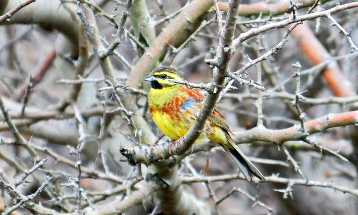 Male Cirl Bunting in early April