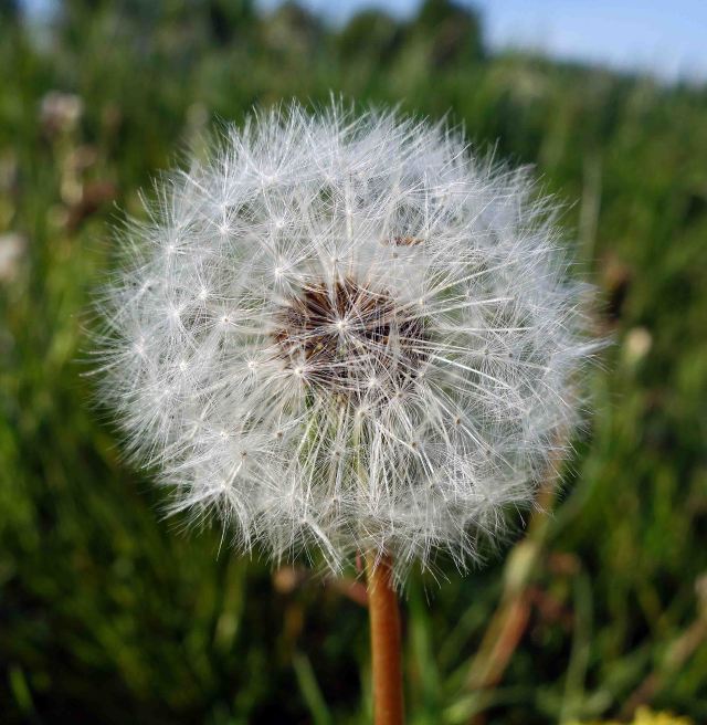 Dandelion seed head
