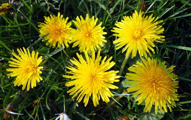 Dandelions (Taraxacum officinale)