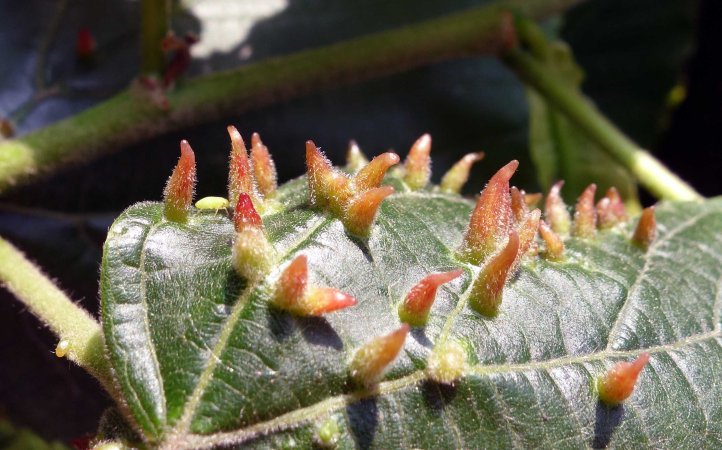 Eriophyes tiliae gall with planthopper (?)  nymph.