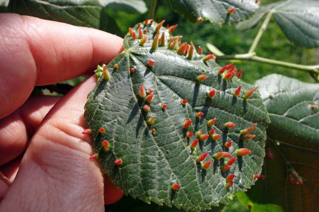 Eriophyes tiliae galls