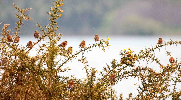 A lineup of linnets!