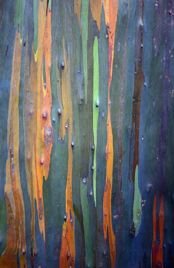 Rainbow eucalyptus bark (Eucalyptus deglupta) 