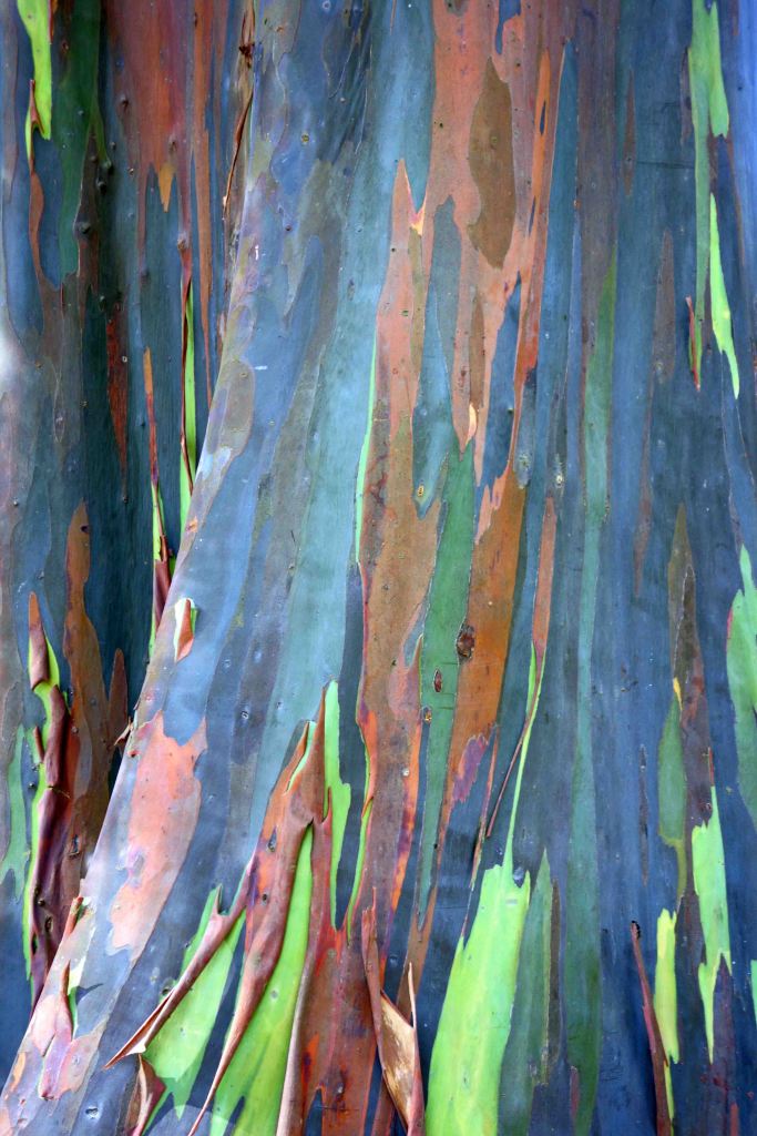 Rainbow eucalyptus bark (Eucalyptus deglupta)