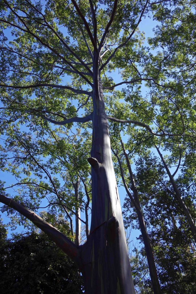 Rainbow eucalyptus tree (Eucalyptus deglupta) growing in Doi Sutep-Pui NP headquarters near Chiang Mai