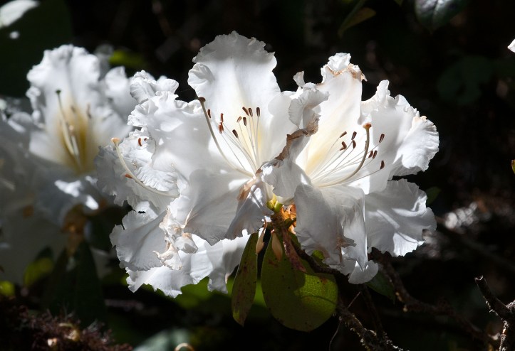 Rhododendron ludwigianum (Doi Inthanon, TH) 