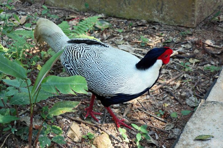 Silver pheasant (Lophura nycthemera)