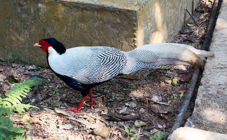 Silver pheasant (Lophura nycthemera) 