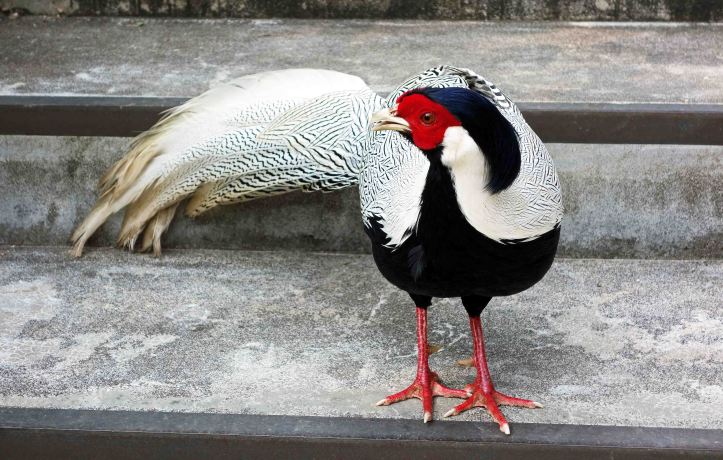 Silver pheasant (Lophura nycthemera)