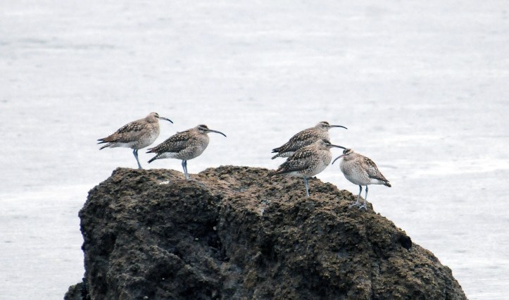 Whimbrels (Numenius phaeopus) sitting on a rock waiting for low tide