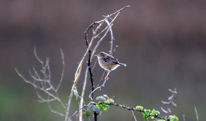 Zitting cisticola (Cisticola juncidis) early April at Morouzos beach