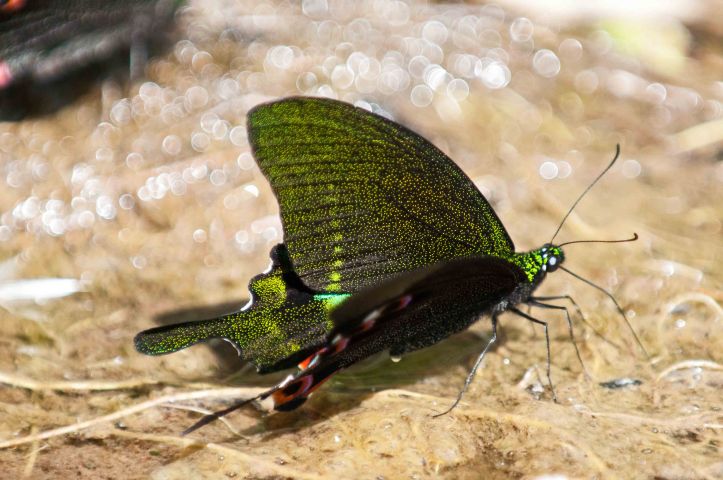 Paris Peacock (Papilio paris) mud-puddling