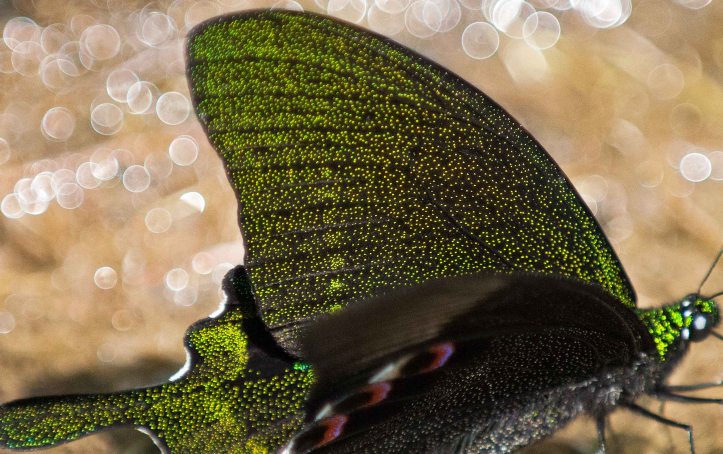 Paris Peacock (Papilio paris) showing wing scales 
