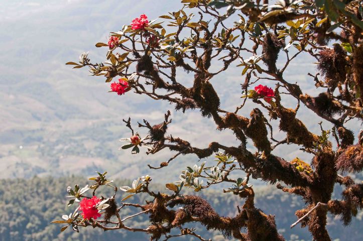 Rhododendron arboreum subsp. delavayi on Doi Inthanon, Thailand