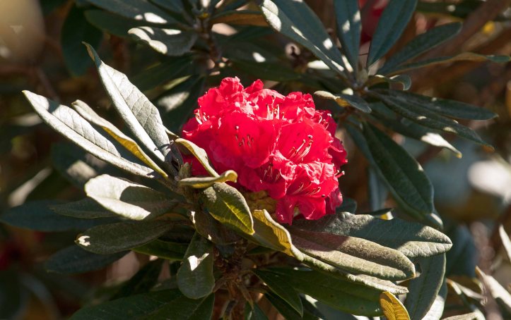 Rhododendron arboreum subsp. delavayi flower on Doi Inthanon, Thailand
