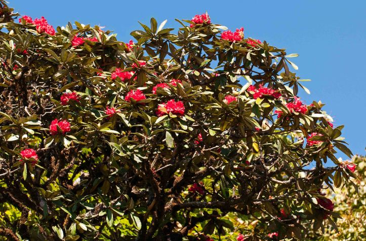 Flowering  Rhododendron arboreum subsp. delavayi tree on Doi Inthanon. Thailand