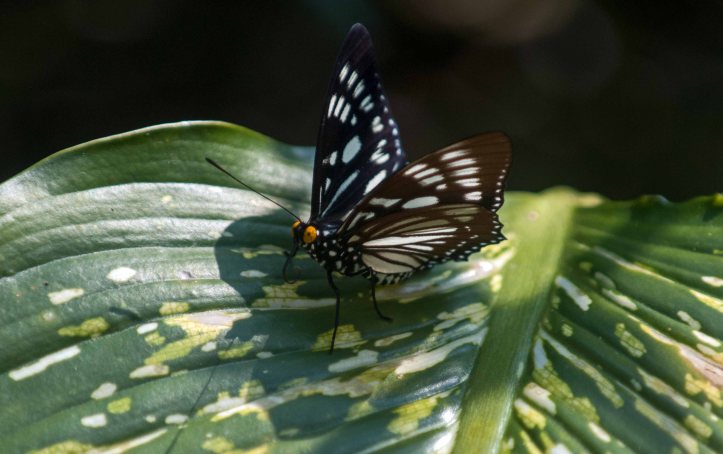The Courtesan (Euripus nyctelius) male tasting a leaf surface