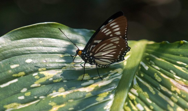 The Courtesan (Euripus nyctelius) male DCD 2