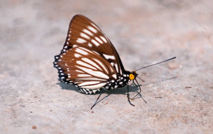 The Courtesan (Euripus nyctelius) male 