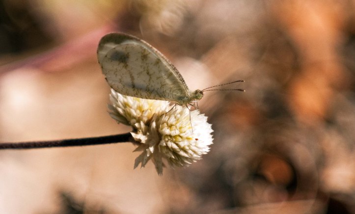 The Psyche (Leptosia nina)