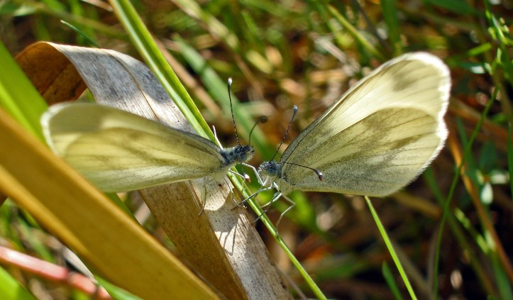 Wood whites (Leptidea sinapis)