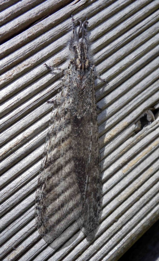 Antlion adult (Acanthaclisis baetica) 