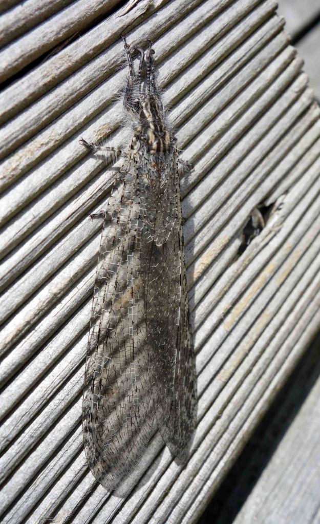  Antlion adult (Acanthaclisis baetica)