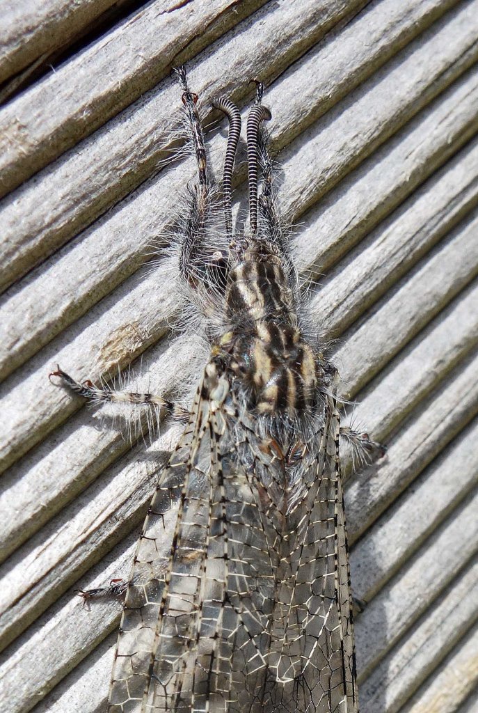 Antlion adult (Acanthaclisis baetica) close up of head and thorax