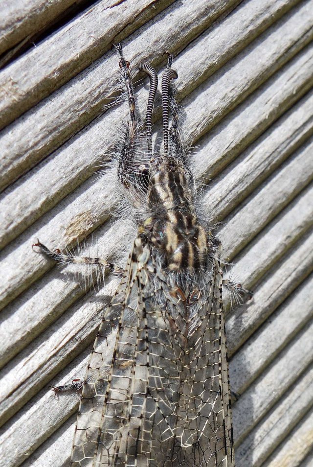 Close up of antlion