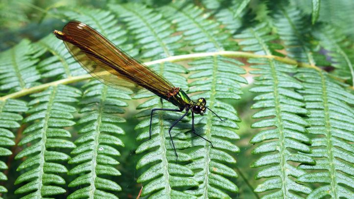  Beautiful Demoiselle (Calopteryx virgo meridionalis) female