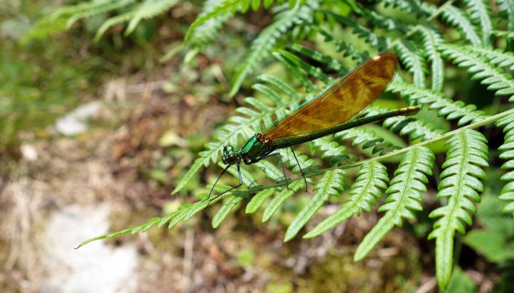 Beautiful Demoiselle (Calopteryx virgo meridionalis) female