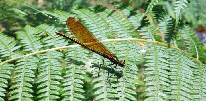 Beautiful Demoiselle (Calopteryx virgo meridionalis) female