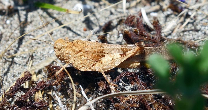 Blue-winged Grasshopper (Oedipoda caerulescens)