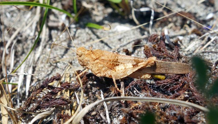 Blue-winged Grasshopper (Oedipoda caerulescens)