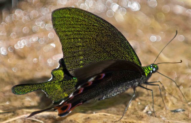 Tiny iridescent scales on the Paris Peacock butterfly wings