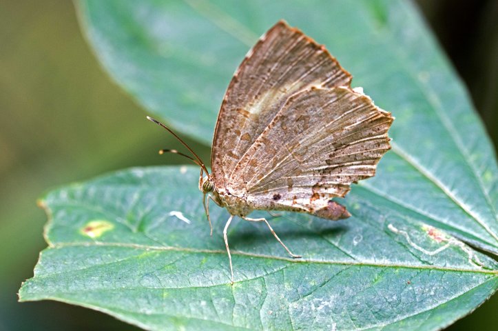 Crenulate Darkie (Allotinus drumila apthonius) Doi Sutep