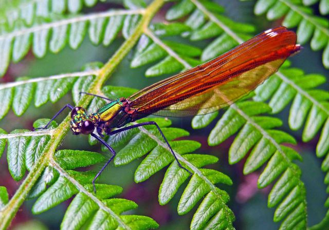 The Beautiful Demoiselle (Calopteryx virgo meridionalis) 
