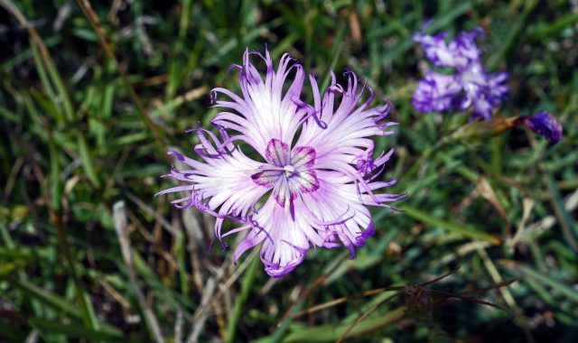 Fringed Pink wildflower