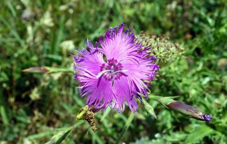 Fringed pink (Dianthus monspessulanus)