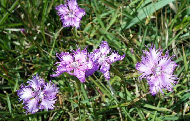 Fringed pinks (Dianthus monspessulanus) 