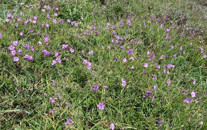  Fringed pinks (Dianthus monspessulanus)