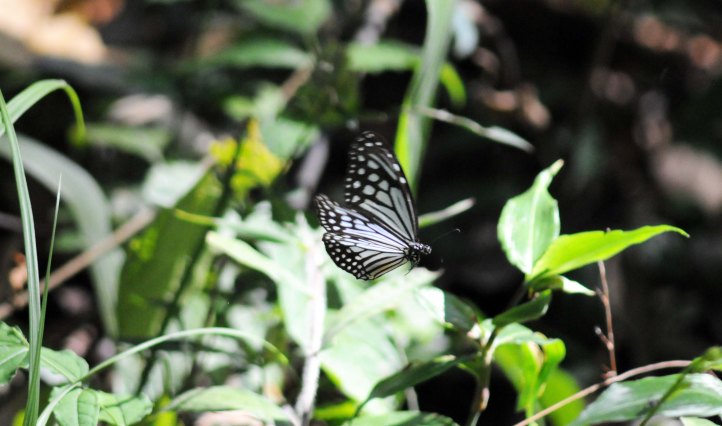 Glassy Tiger (Parantica aglea) in flight 