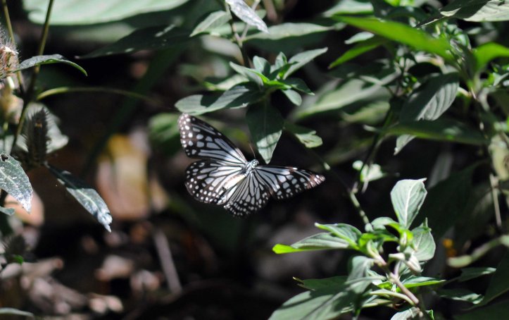 Glassy Tiger (Parantica aglea) in flight