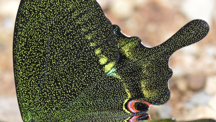 Paris Peacock (Papilio paris) checkpoint 3