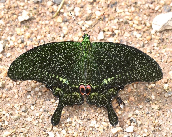 Paris Peacock (Papilio paris) checkpoint 4