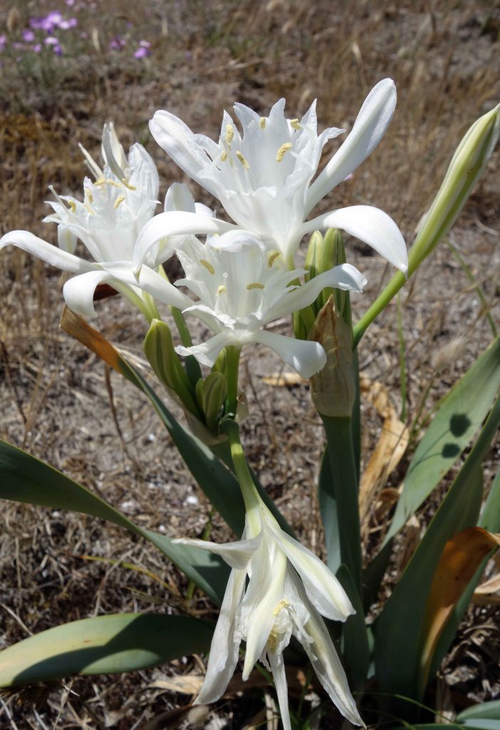 Sea daffodill (Pancratium maritimum)
