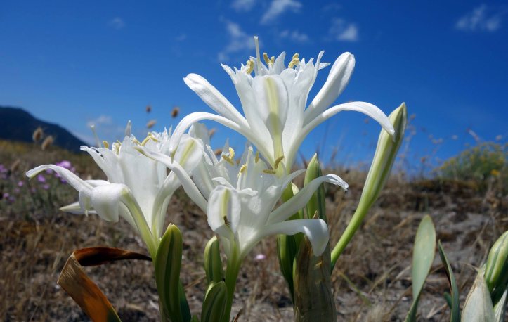 Sea daffodill (Pancratium maritimum) with spider