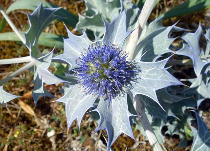 Sea Holly (Eryngium maritimum)