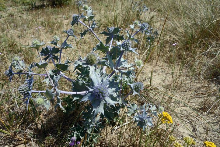 Sea Holly (Eryngium maritimum)